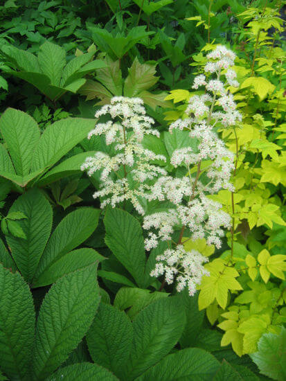 Rodgersia aesculifolia