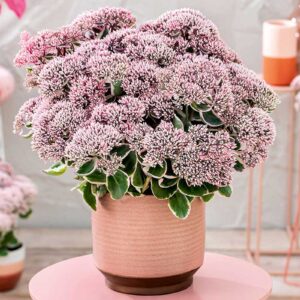 Sedum telephium "La Vie en Rose"