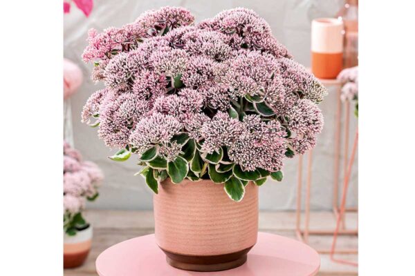 Sedum-La-Vie-en-Rosetvrtko Sedum telephium "La Vie en Rose"