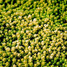 Sedum acre Aureum Sedum acre 'Aureum'