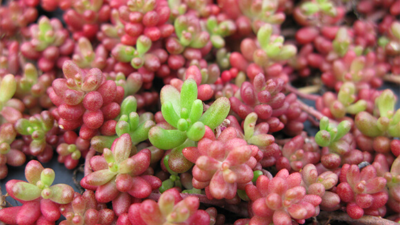 Sedum album 'Coral Carpet'