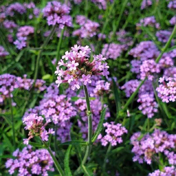 Verbena bonariensis 'Lollipop'