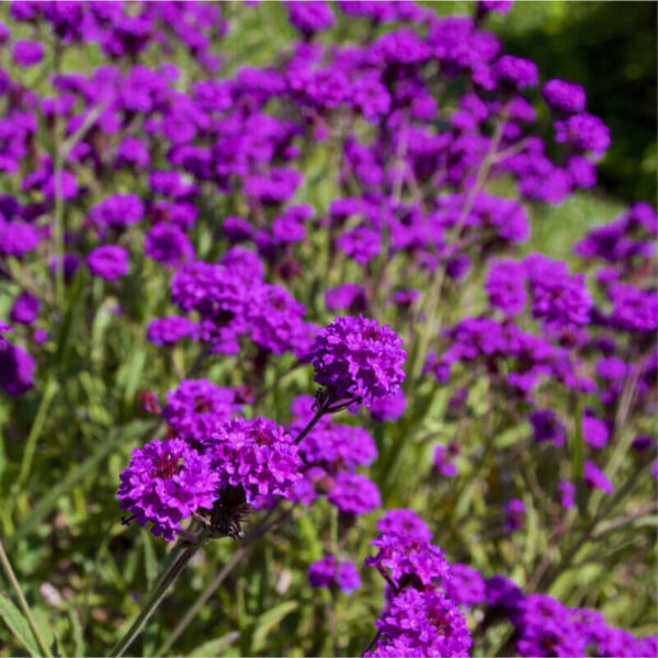 Verbena rigida Verbena rigida