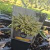 Hosta mix