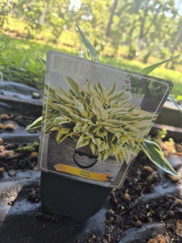 Hosta mix