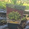 Hosta mix