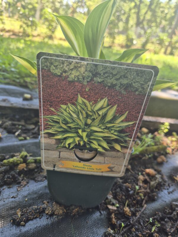Hosta mix