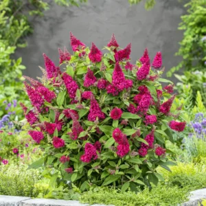Buddleja-Butterfly-Candy-Little-Ruby-tvrtko Buddleja "Butterfly Candy Little Ruby"