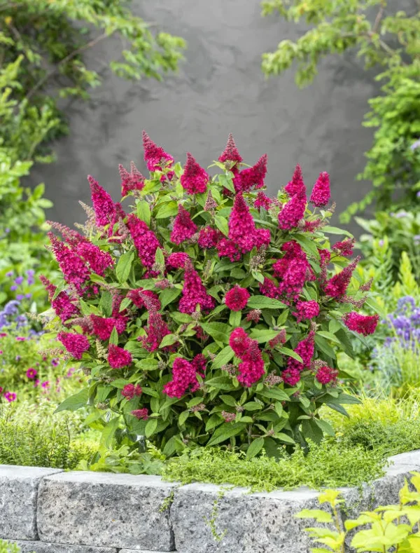 Buddleja-Butterfly-Candy-Little-Ruby-tvrtko Buddleja "Butterfly Candy Little Ruby"