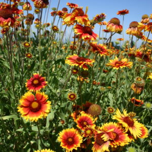 Gaillardia-aristata-tvrtko Gaillardia aristata