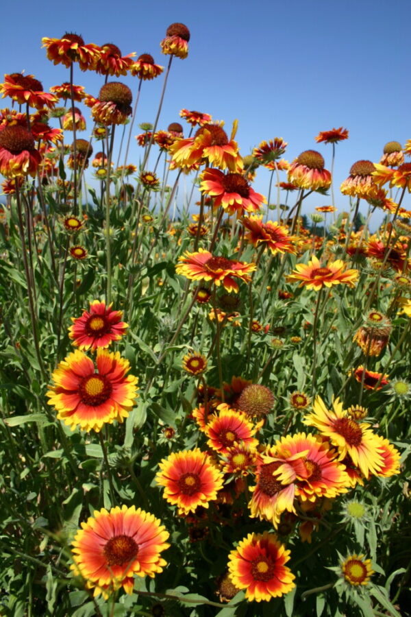 Gaillardia-aristata-tvrtko Gaillardia aristata
