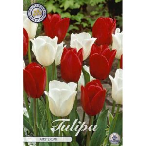 Tulipa 'Amsterdam'
