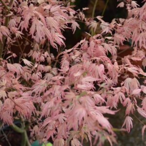 Acer palmatum 'Taylor'