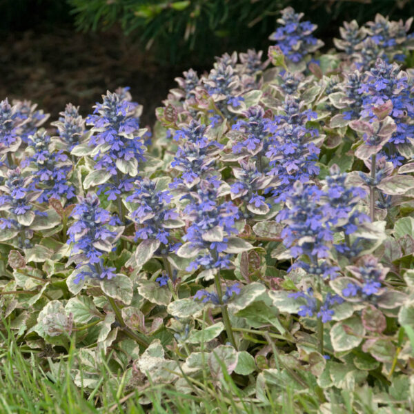 Ajuga reptans Burgundy Glow Ajuga reptans 'Burgundy Glow'