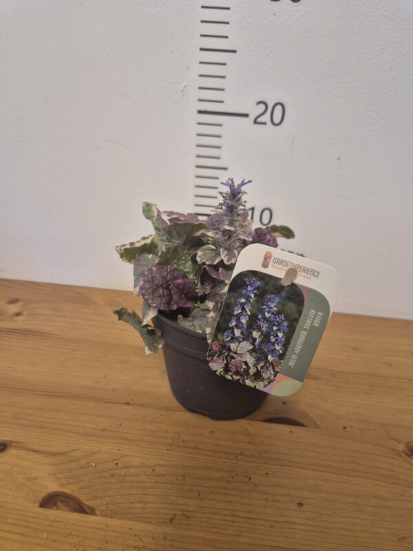 Ajuga reptans 'Burgundy Glow'tvrtko Ajuga reptans 'Burgundy Glow'