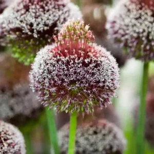 Allium 'Forelock'