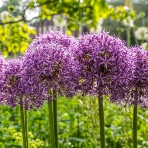 Allium cristophii Allium cristophii