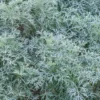 Artemisia Powis Castle Artemisia 'Powis Castle'