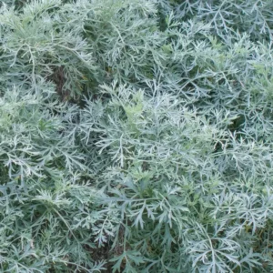 Artemisia 'Powis Castle'