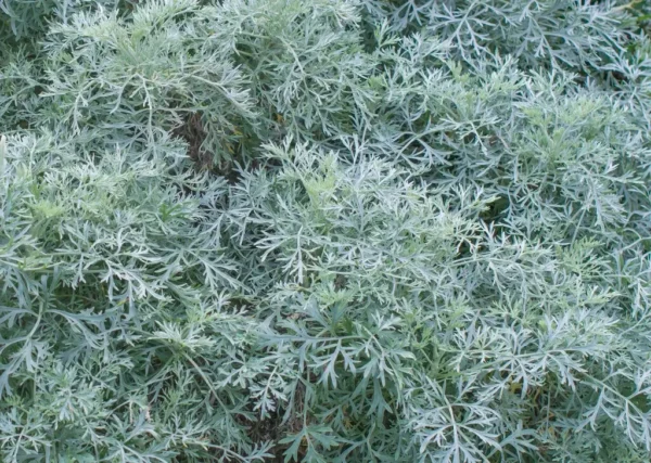 Artemisia Powis Castle Artemisia 'Powis Castle'