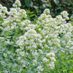 Centranthus ruber 'Albus'