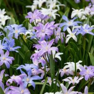 Chionodoxa mix