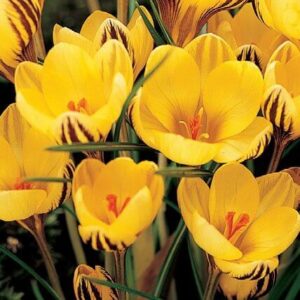 Crocus 'Fuscotinctus'