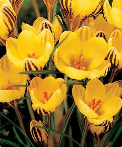 Crocus 'Fuscotinctus'