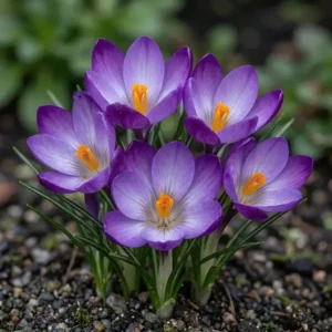 Crocus 'Ruby Giant'