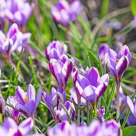 Crocus 'Spring Beauty'