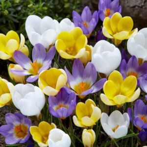 Crocus botanical mix