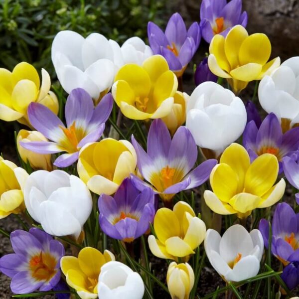 Crocus botanical mix Crocus botanical mix