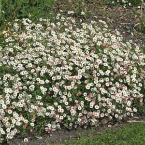 Erigeron karvinskianus