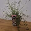 Erigeron karvinskianus