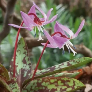 Erythronium dens-canis 'Purple King'