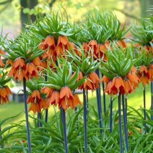 Fritillaria Aurora Fritillaria imperialis 'Aurora'
