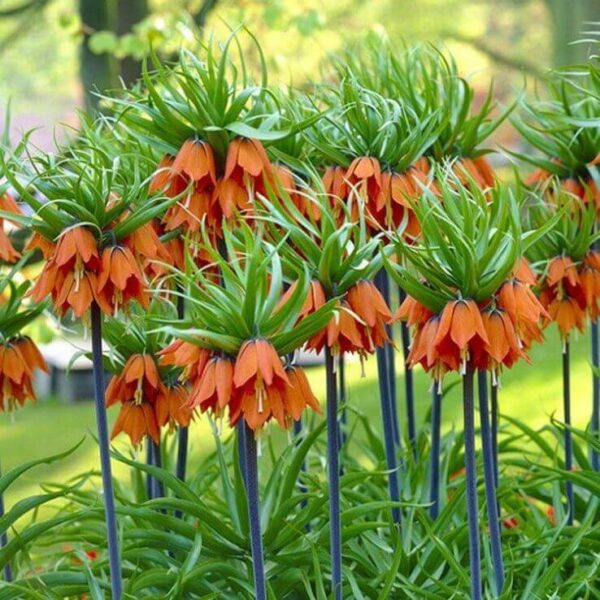 Fritillaria Aurora Fritillaria imperialis 'Aurora'