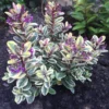 Hebe Tricolor Hebe 'Tricolor'