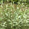 Hebe pimeleoides Hebe pimeleoides