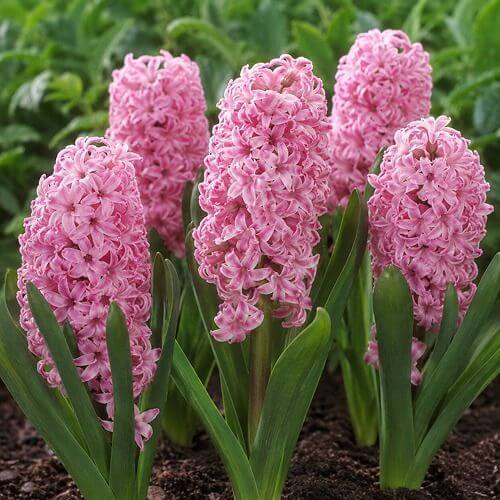 Hyacinthus Anne Marie Hyacinthus 'Anne Marie'