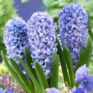 Hyacinthus 'Delft's Blue'