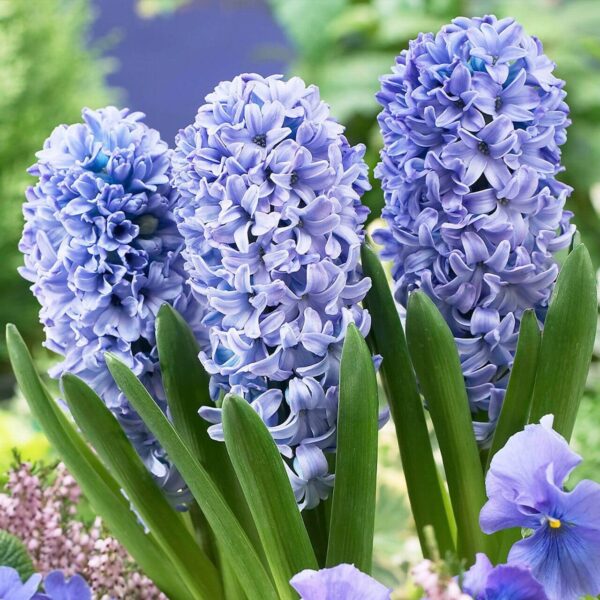 Hyacinthus Delfts Blue Hyacinthus 'Delft's Blue'