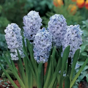 Hyacinthus 'Sky Jacket'