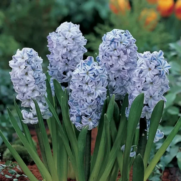 Hyacinthus 'Sky Jacket'