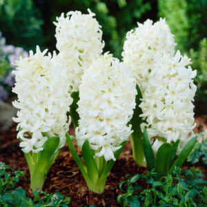 Hyacinthus 'White Pearl'