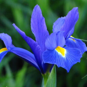 Iris holl Blue Magic Iris hollandica 'Blue Magic'