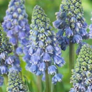 Muscari 'Artist'