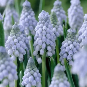 Muscari 'Valerie Finnis'®