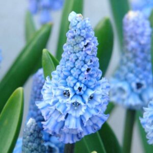 Muscari azureum