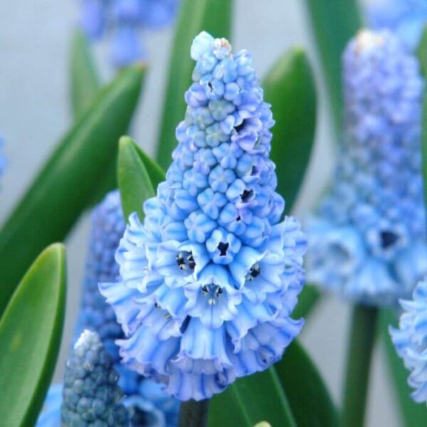 Muscari azureum Muscari azureum
